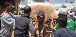 حقيقة فرض غرامة ذبح الأضاحي خلال عيد الأضحى