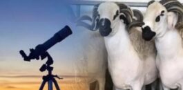 تحري هلال ذي الحجة اليوم.. وعيد الأضحى مرجح السبت