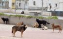حكم قضائي يحمل الدولة ووزارة الداخلية مسؤولية قتل الكلاب الضالة ويقضي بتعويض رمزي للجمعيات