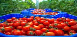 المغرب يتفوق على إسبانيا ويصبح ثالث أكبر مصدر للطماطم