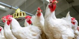 أسعار الدجاج تسجل تراجعا لافتا في أسواق المملكة
