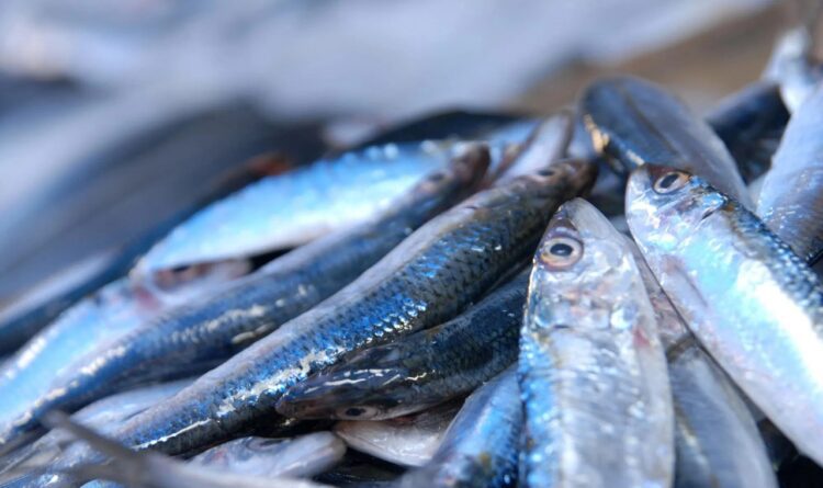 معطيات علمية صادمة وراء إغلاق “خزان السردين” الاستراتيجي بالمغرب