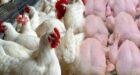 أيام قبل رمضان.. أسعار الدجاج تسجل ارتفاعا جديدا