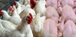 أيام قبل رمضان.. أسعار الدجاج تسجل ارتفاعا جديدا