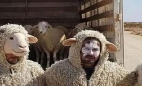 اسبانيا: القبض على 3 جزائريين حاولوا دخول أوروبا بلباس الخرفان..