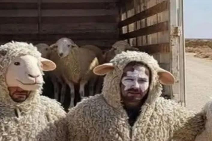 اسبانيا: القبض على 3 جزائريين حاولوا دخول أوروبا بلباس الخرفان..