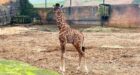 غير مسبوق.. ولادة أول زرافة في المغرب