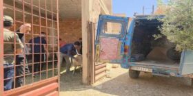 بداية مرحلة ثانية لدعم مربي الأغنام والماعز بهذه الشروط