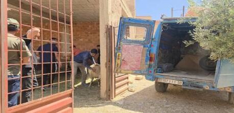 بداية مرحلة ثانية لدعم مربي الأغنام والماعز بهذه الشروط