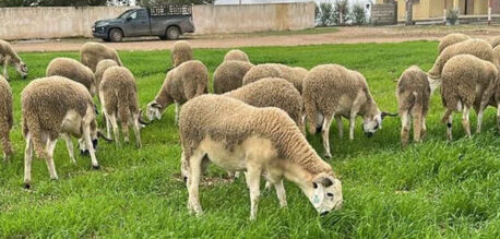 الفلاحون يطمئنون المغاربة: أضاحي العيد وفيرة والأسعار مستقرة