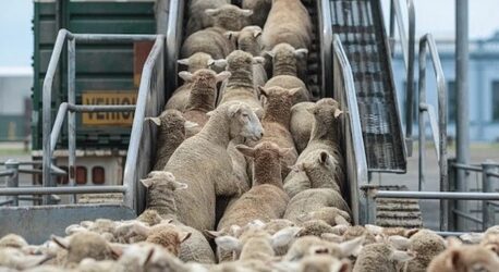 شحنات أغنام إسبانية تصل المغرب قبل عيد الأضحى.. هل تنجح في خفض الأسعار؟