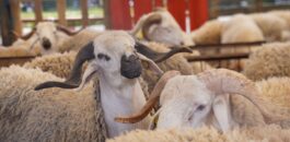 رسميا.. السلطات تنهي الجدل بشأن استيراد الأضاحي