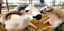 أسعار الأضاحي 2026.. تراجع طفيف لا يخفف ضغط الغلاء على الأسر