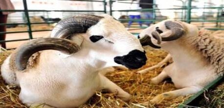 أسعار الأضاحي 2026.. تراجع طفيف لا يخفف ضغط الغلاء على الأسر