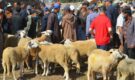 سوق الماشية بزايو أحد أبرز أسواق الماشية بالشرق .. يفاجئ الجميع قبل عيد الأضحى