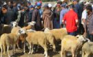 سوق الماشية بزايو أحد أبرز أسواق الماشية بالشرق .. يفاجئ الجميع قبل عيد الأضحى