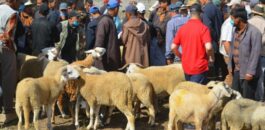 سوق الماشية بزايو أحد أبرز أسواق الماشية بالشرق .. يفاجئ الجميع قبل عيد الأضحى