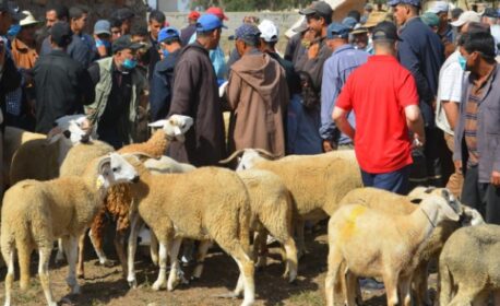 سوق الماشية بزايو أحد أبرز أسواق الماشية بالشرق .. يفاجئ الجميع قبل عيد الأضحى