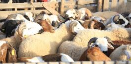 السوق الأسبوعي بزايو أحد أبرز أسواق الشرق يسجل تراجعا ملحوظا في أسعار الأغنام قبيل عيد الأضحى