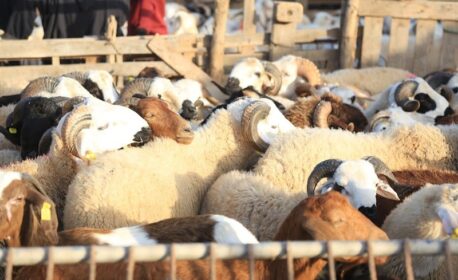 السوق الأسبوعي بزايو أحد أبرز أسواق الشرق يسجل تراجعا ملحوظا في أسعار الأغنام قبيل عيد الأضحى