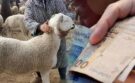 عقوبات حبسية وغرامات صارمة ضد المضاربين في أسعار أضاحي العيد