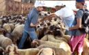 توجه نحو تمديد عطلة عيد الأضحى وصرف الأجور مبكرا لتخفيف الضغط على المواطنين