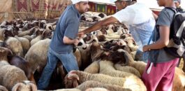توجه نحو تمديد عطلة عيد الأضحى وصرف الأجور مبكرا لتخفيف الضغط على المواطنين