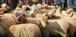 السلطات تمنع بيع الأضاحي بـ”الكراجات” لخفض الأسعار قبيل حلول العيد