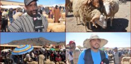سوق المواشي بزايو.. “الحولي” بين 3000 و6000 درهم وسط عزوف المشترين